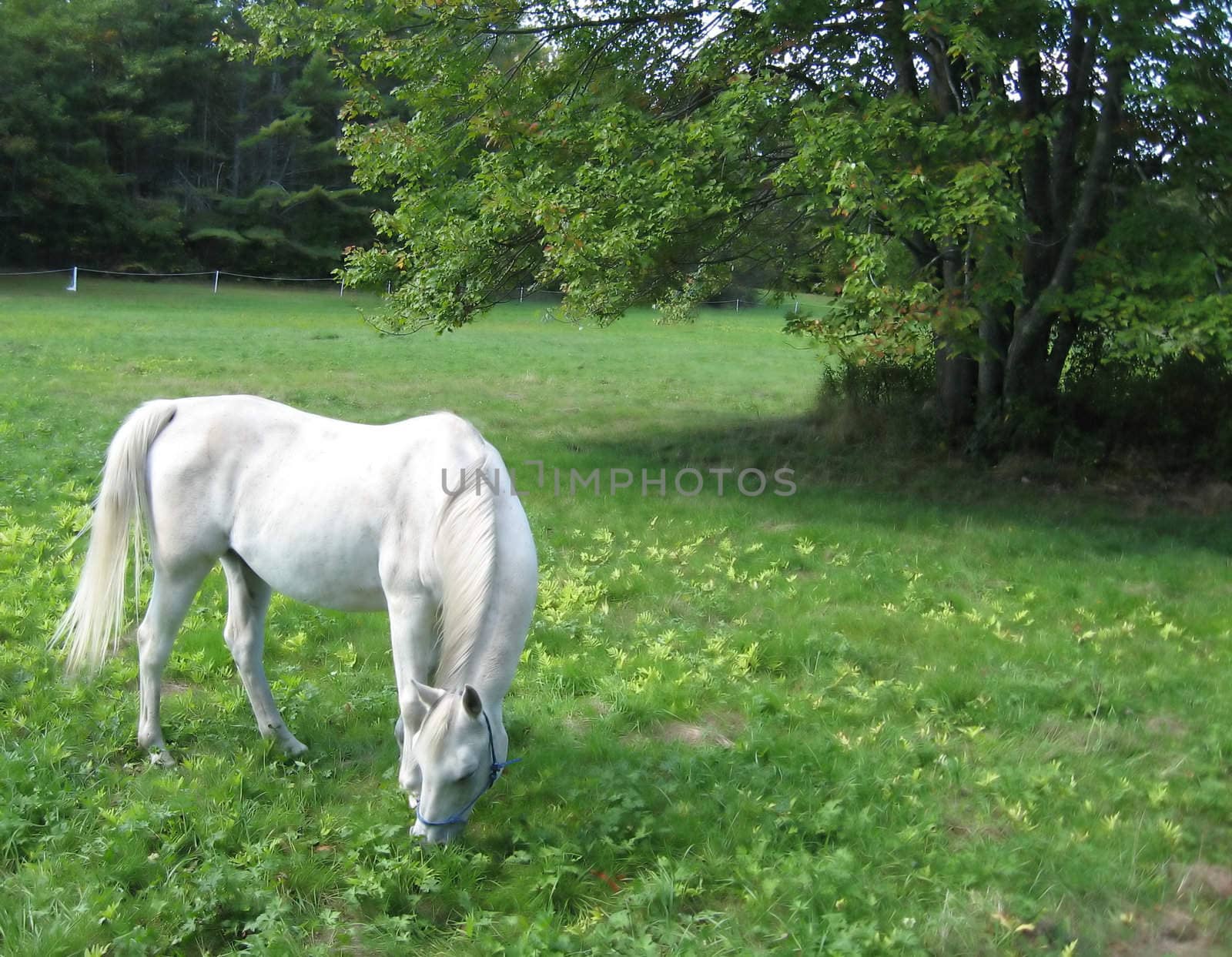in a green pasture, tree in background, a dappled gray horse peacefully grazes