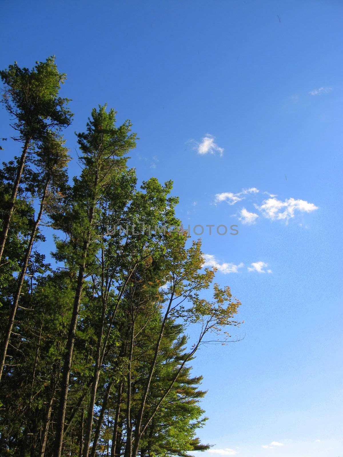 upward view of green trees against a vibrant blue sky