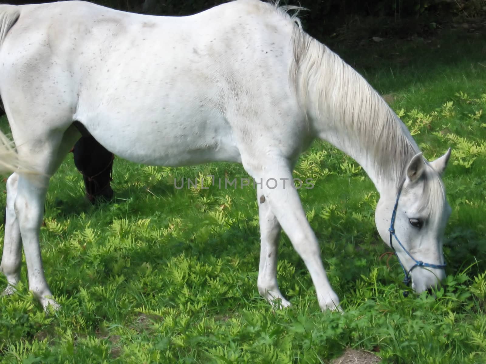 in a green pasture, a dappled gray horse grazes