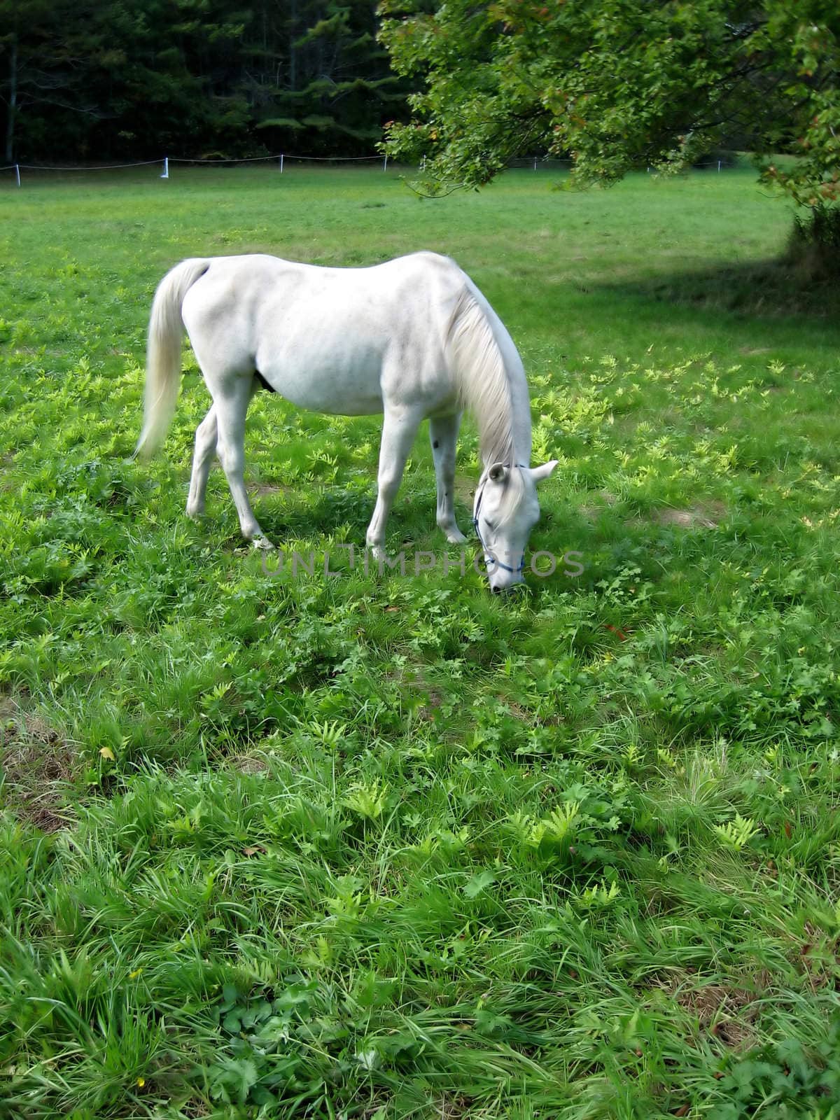 in a green field, a dappled gray horse grazes