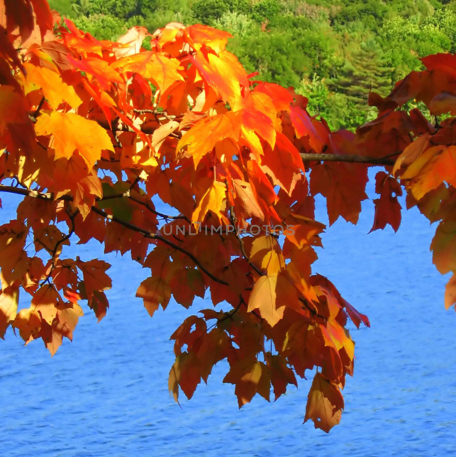colorful maple tree leaves changing color in the fall, in front of a blue lake