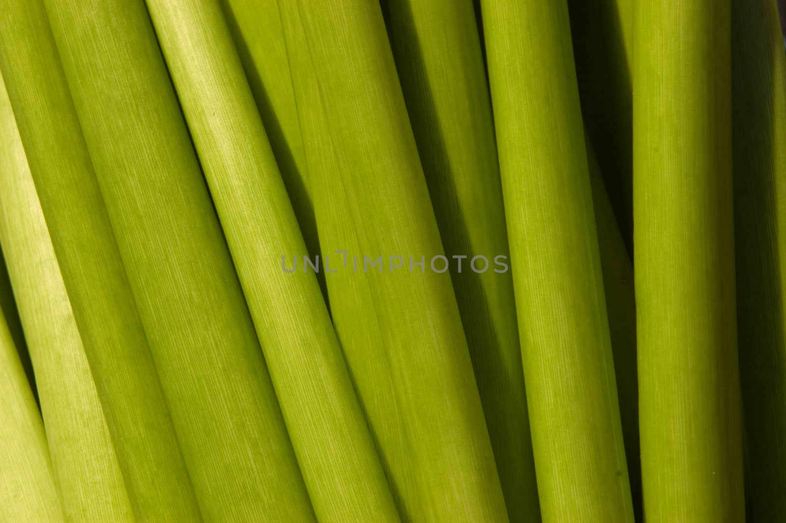 Close up of Calla Lilly stems in vase