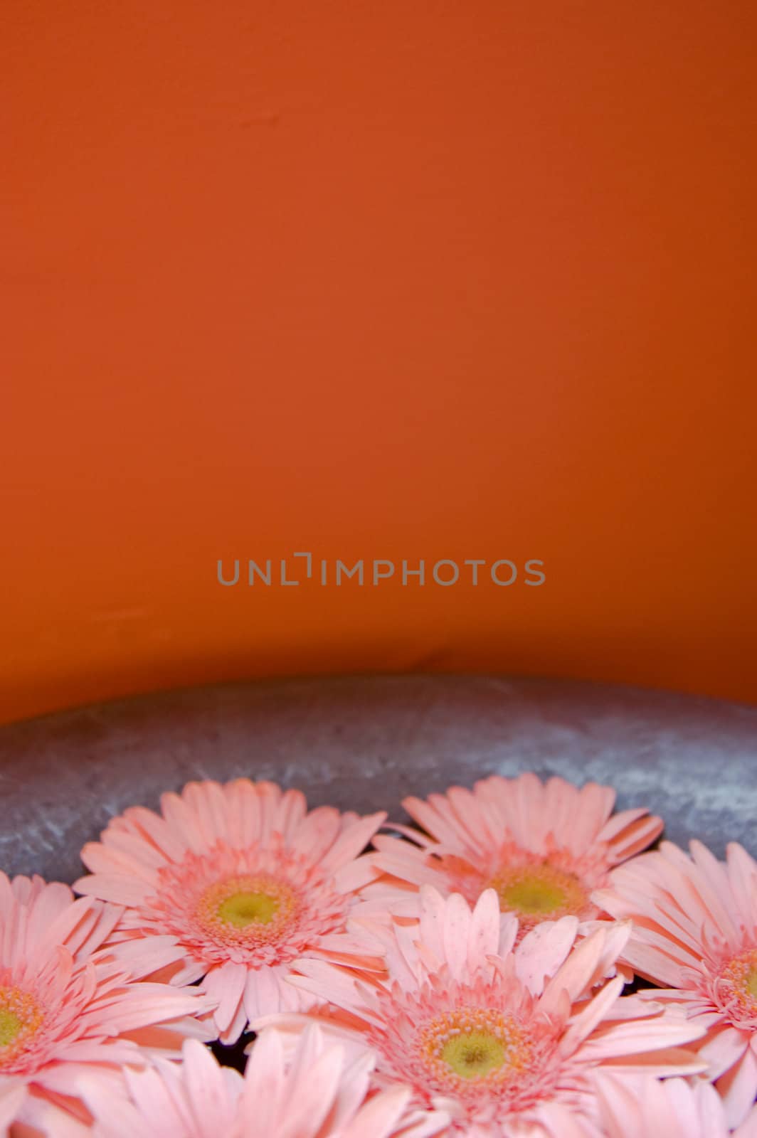 Pink Gerber Daises in water bowl and orange background