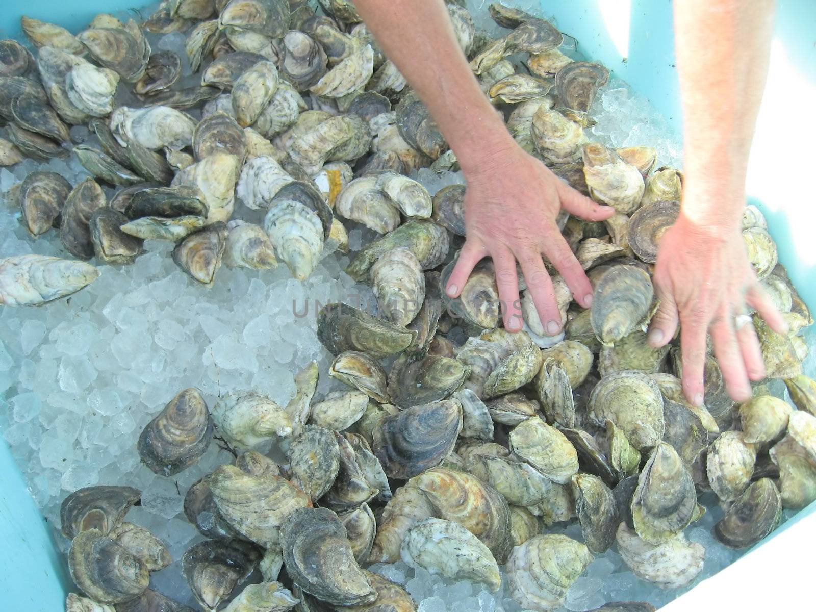 a new delivery of fresh oysters, locally harvested