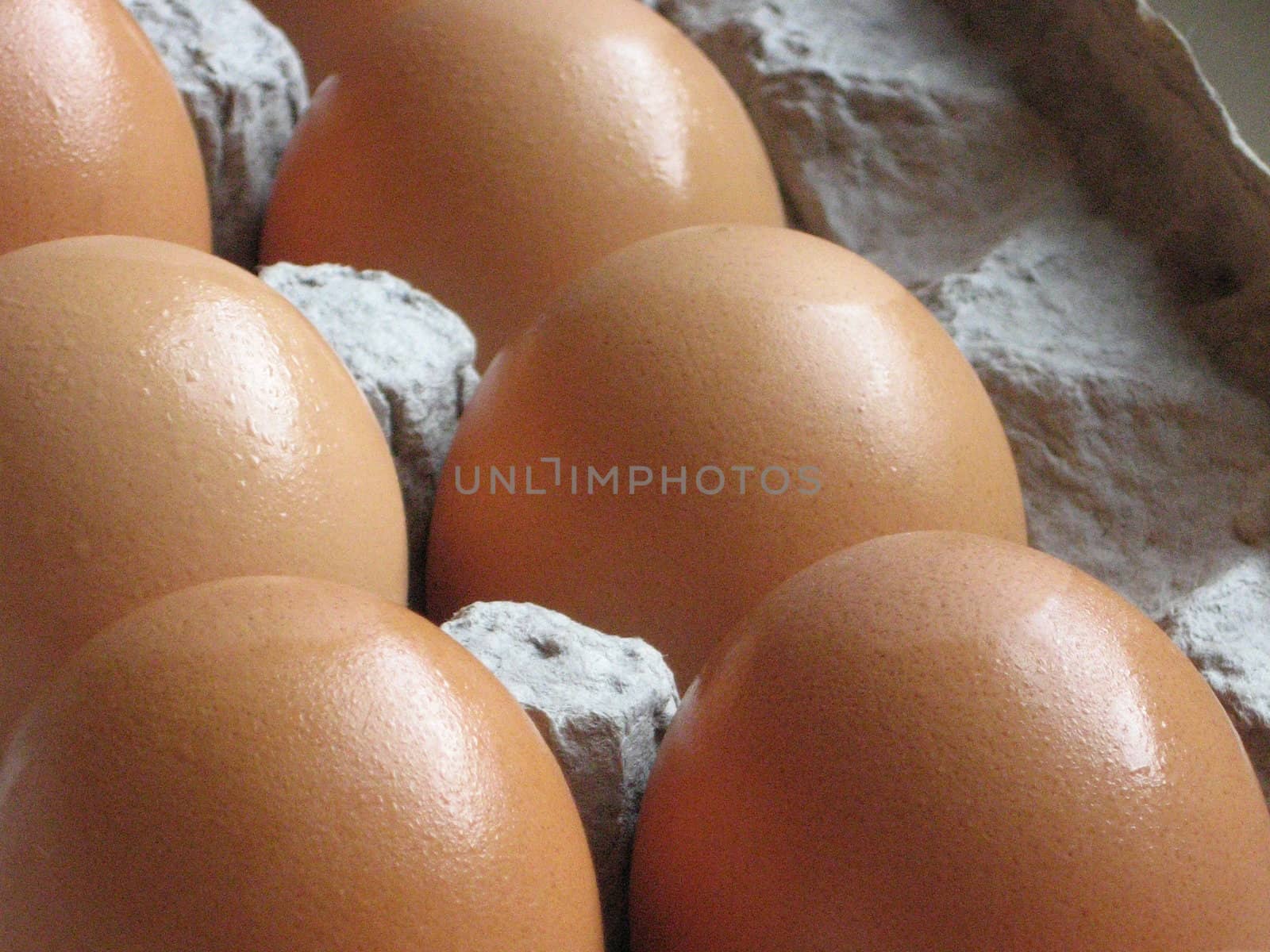 farm fresh brown organic eggs, from free-range chickens