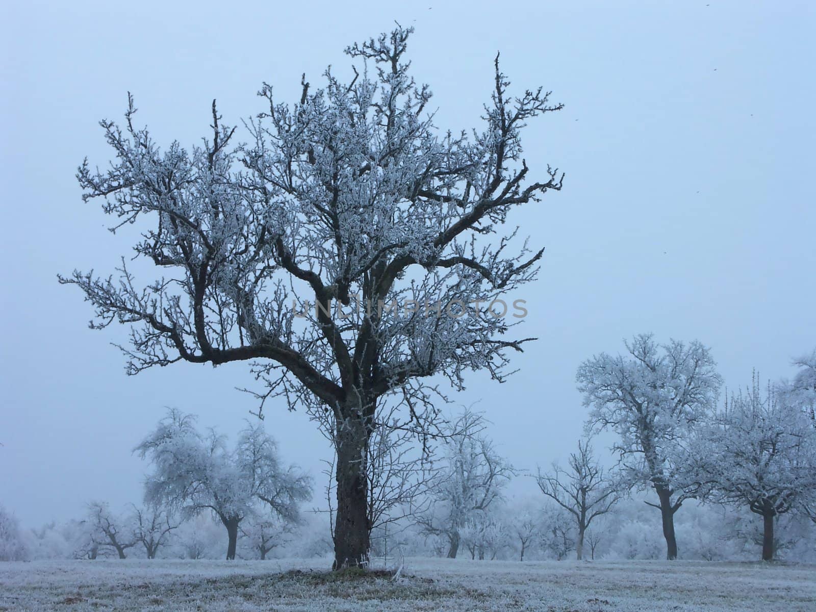 Winter trees