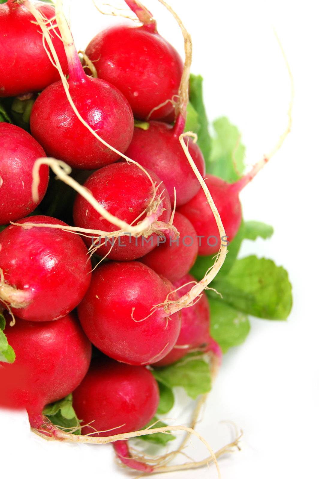 Radish with green ends isolated on white