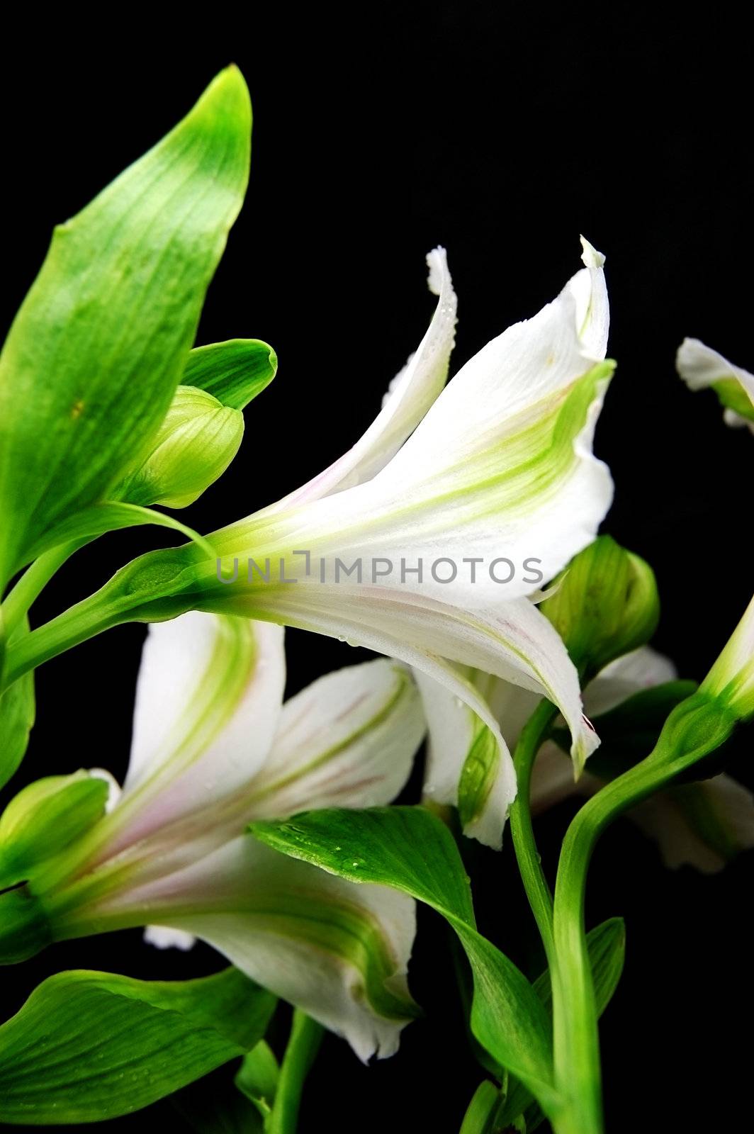 white amaryllis isolated on black