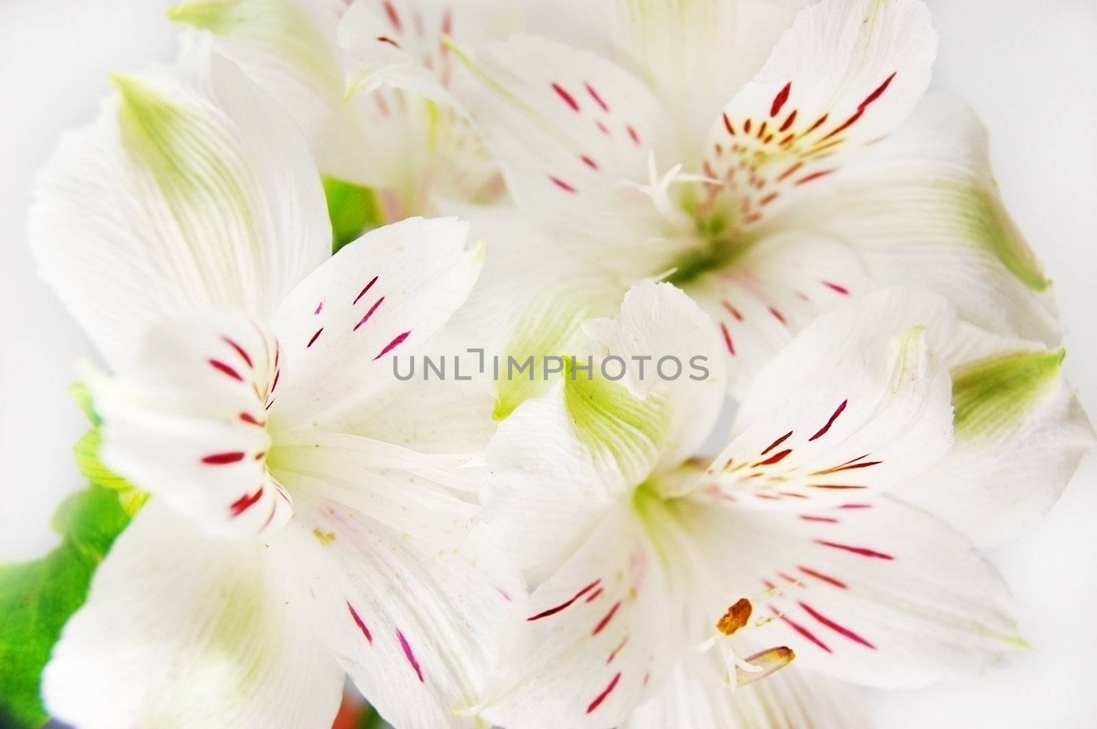 bouquet of white amaryllis over white