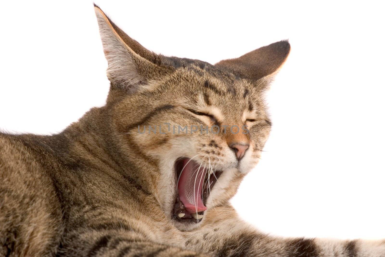 Cute cat with a big yawn on white background