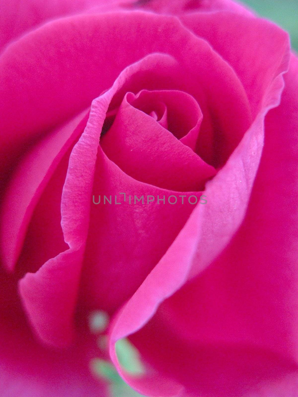 an isolated shot of Pink Rose Closeup