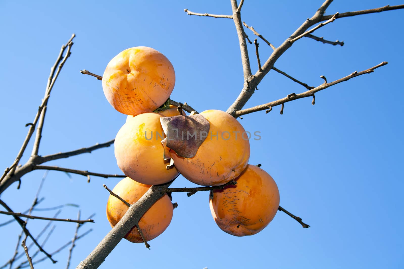 Asian (Kaki) persimmons on the tree