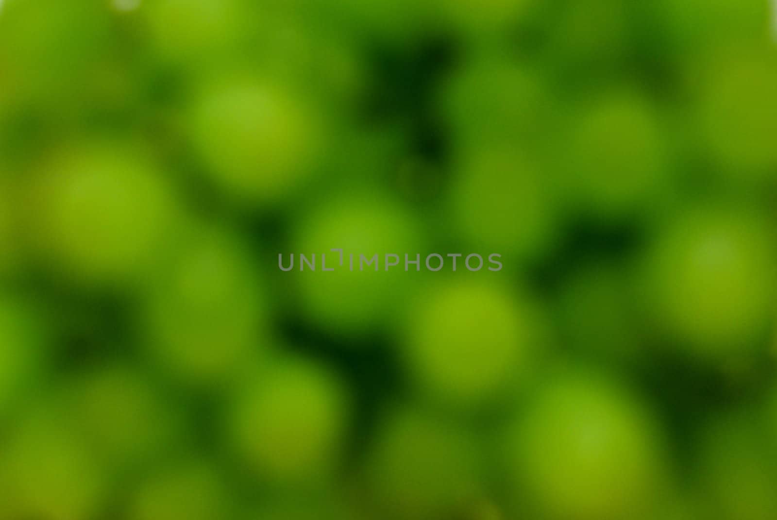 Grape blur abstract background