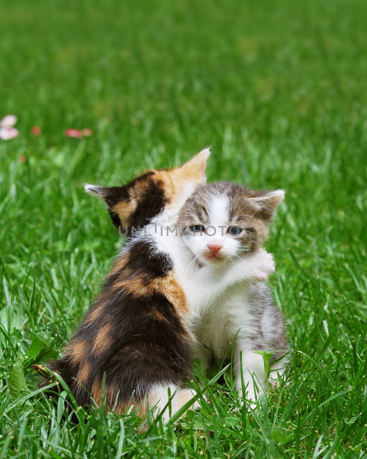 Kittens playing in the grass catch in hug like pose.