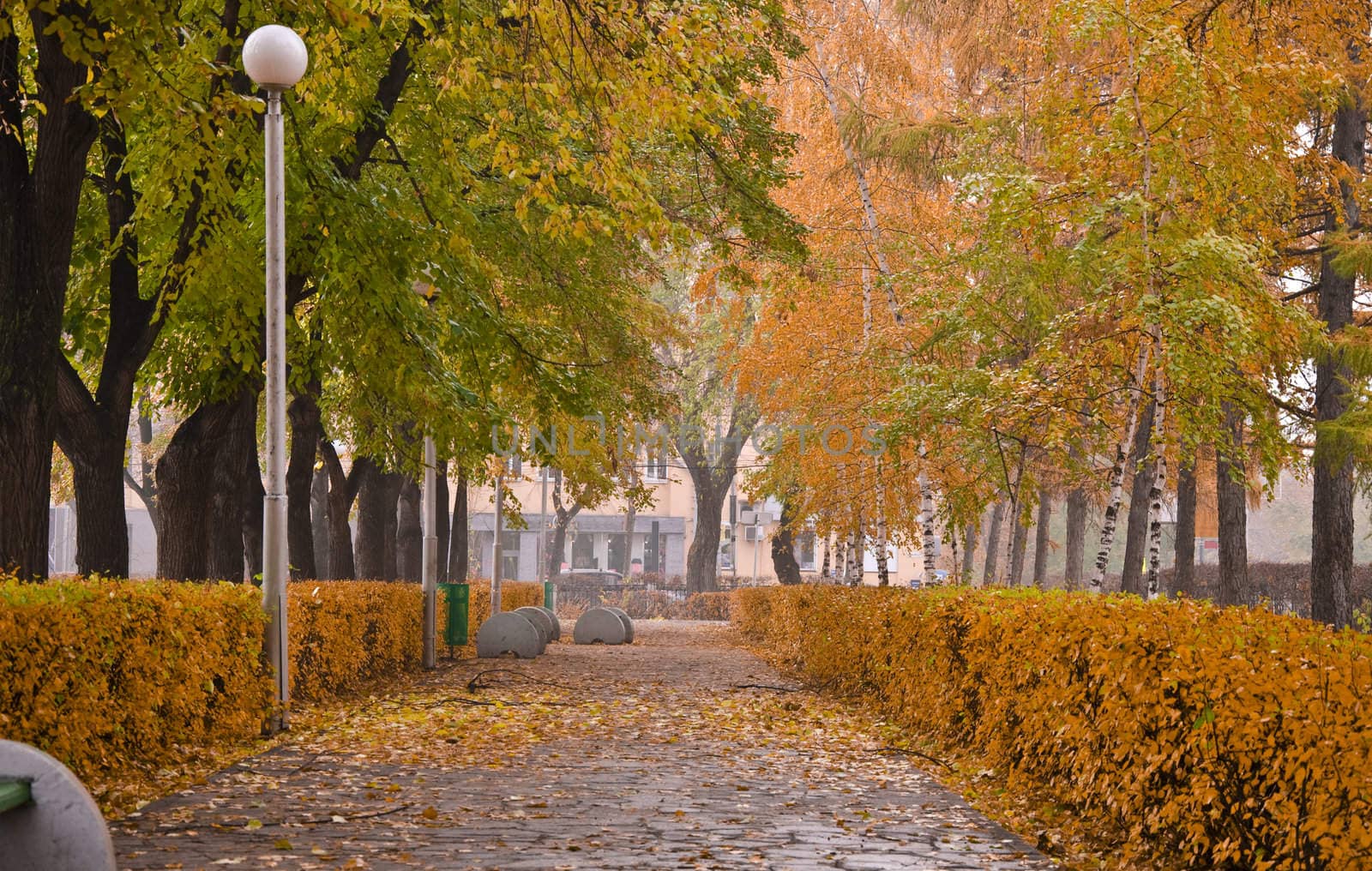 Autumn Park. Alley with yellow trees and fallen leaves. Fall