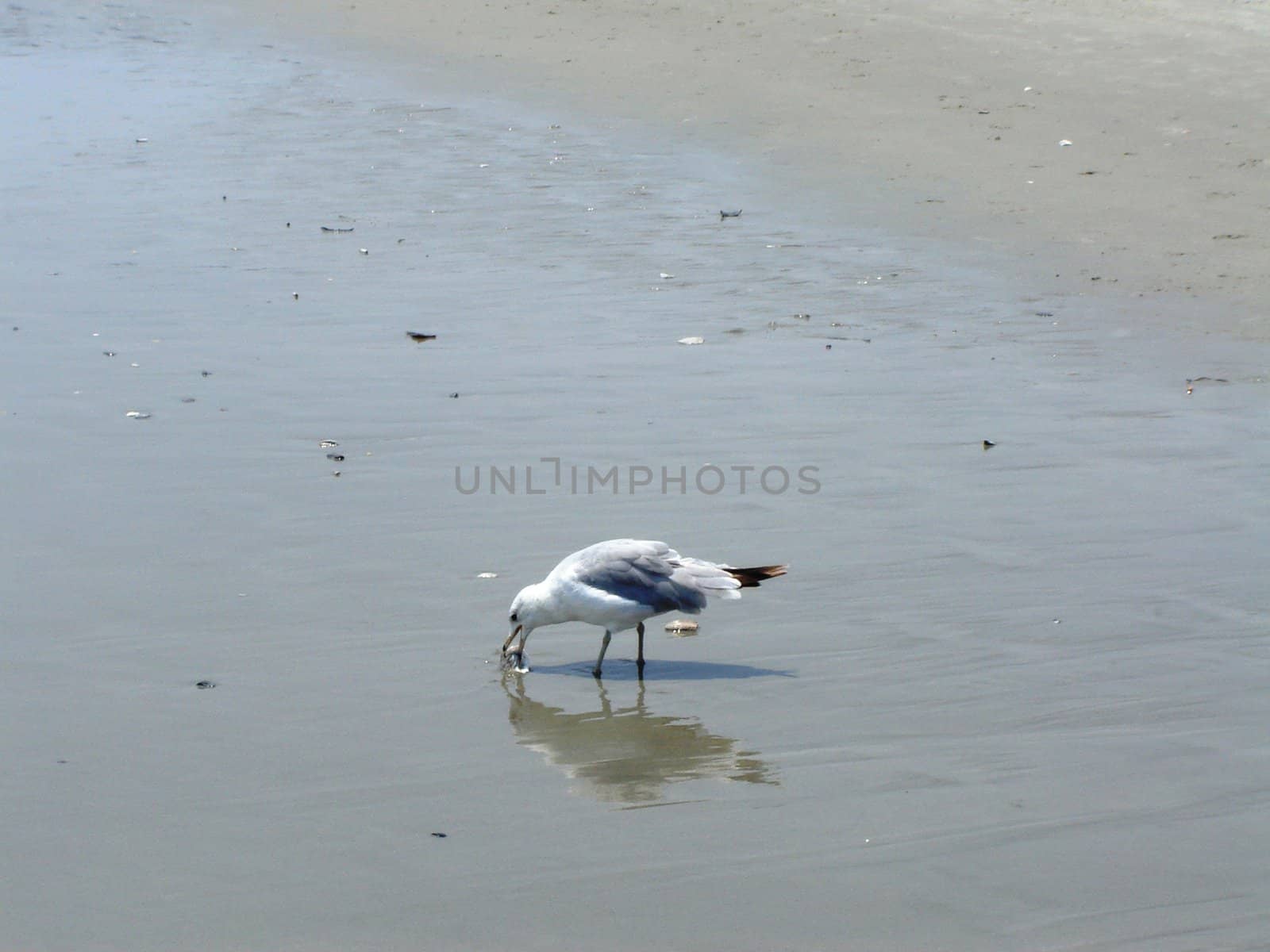 Bird on the Beach by RefocusPhoto