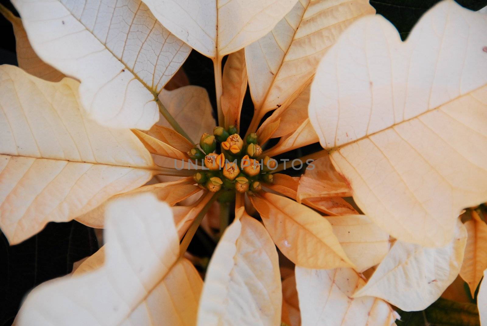 isolated shot of white Poinsettia Flowers on Christmas