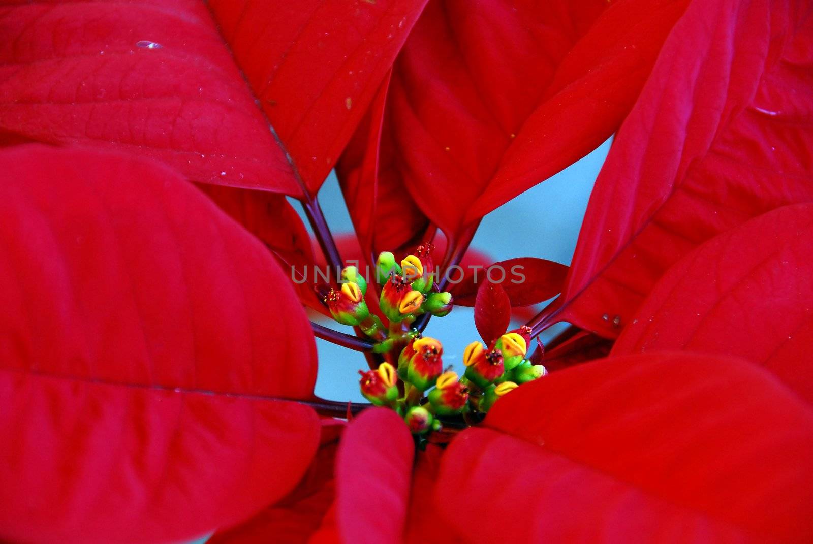 isolated shot of Red Poinsettia Flowers on Christmas