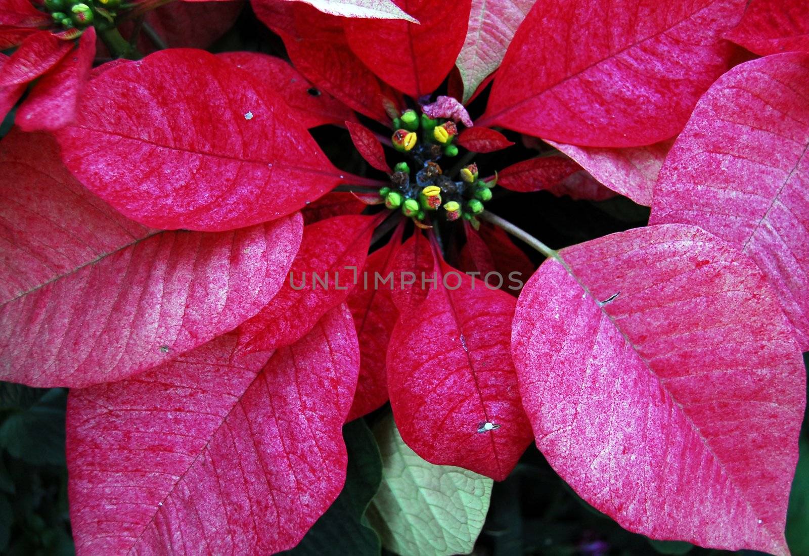 isolated shot of Red Poinsettia Flowers on Christmas