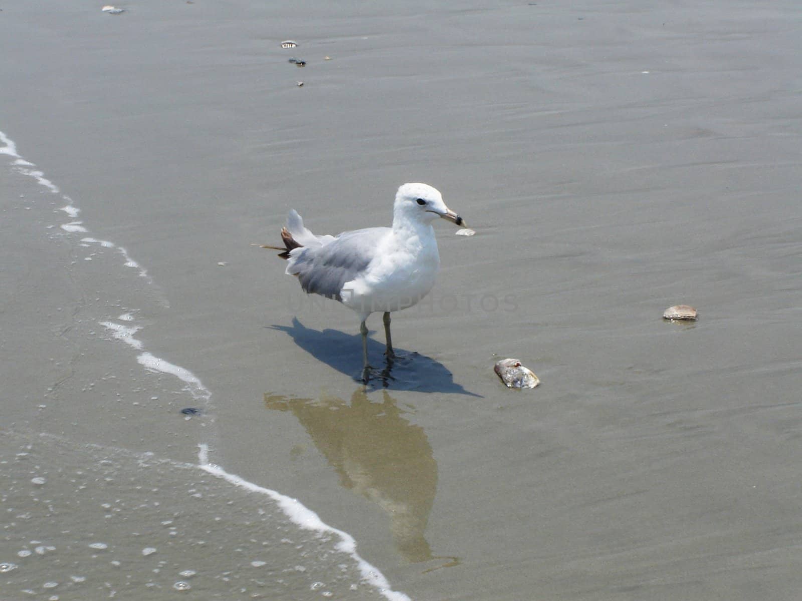 Bird on the Beach by RefocusPhoto