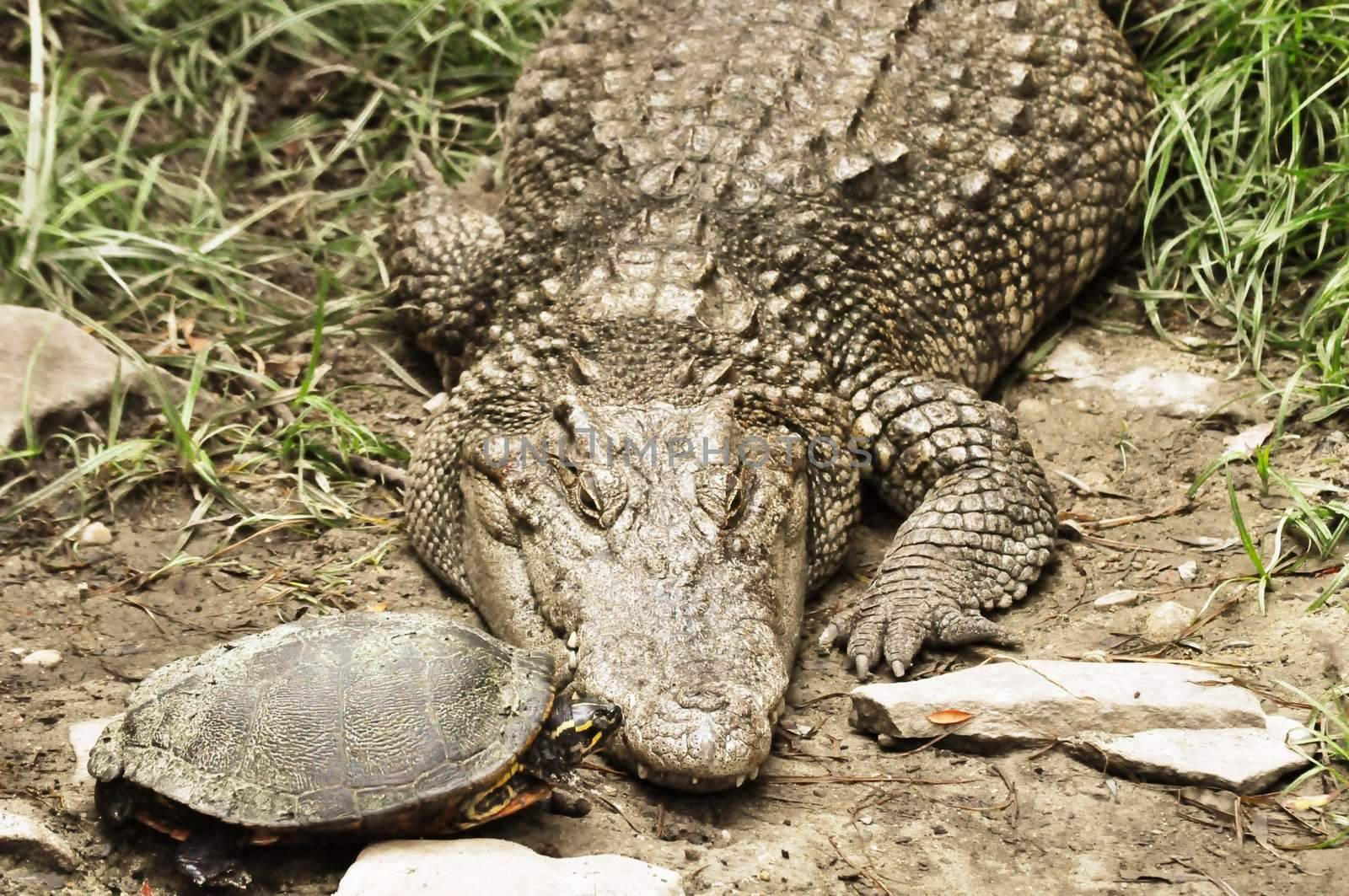 Turtle kisses Crocodile by RefocusPhoto