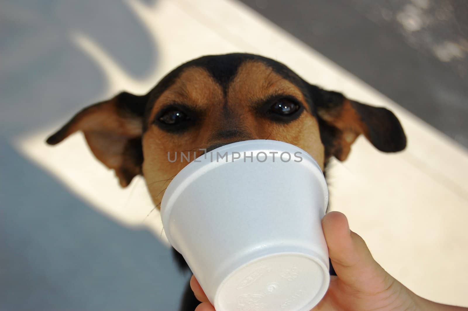 Doggie drinking water