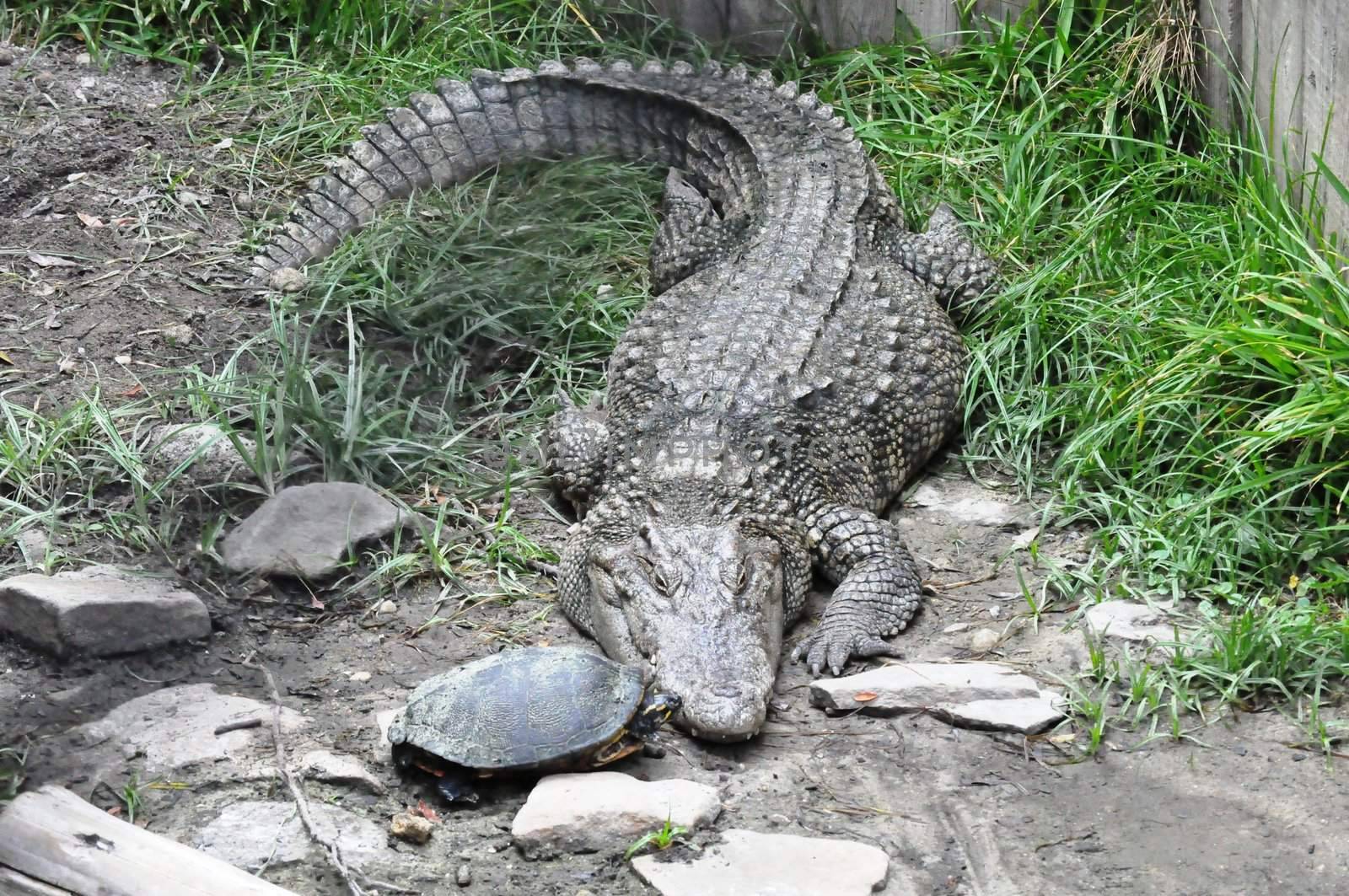 crocodile and turtle kiss
