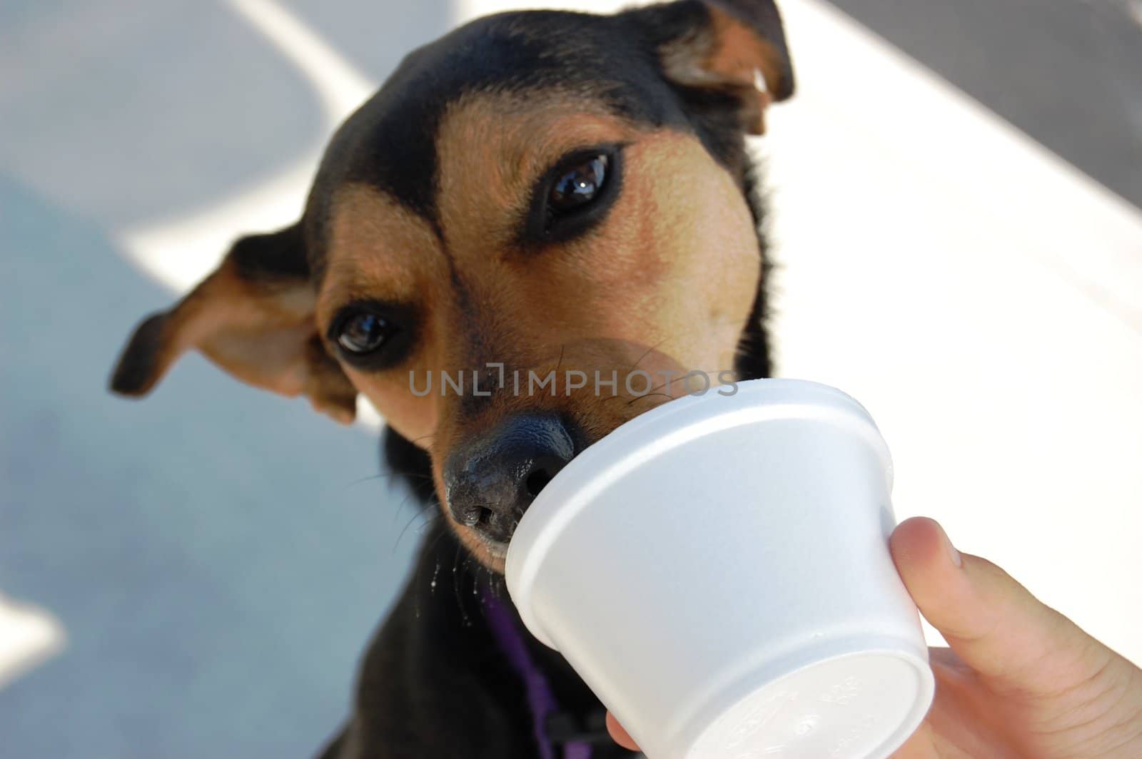 Doggie eating ice cream by RefocusPhoto