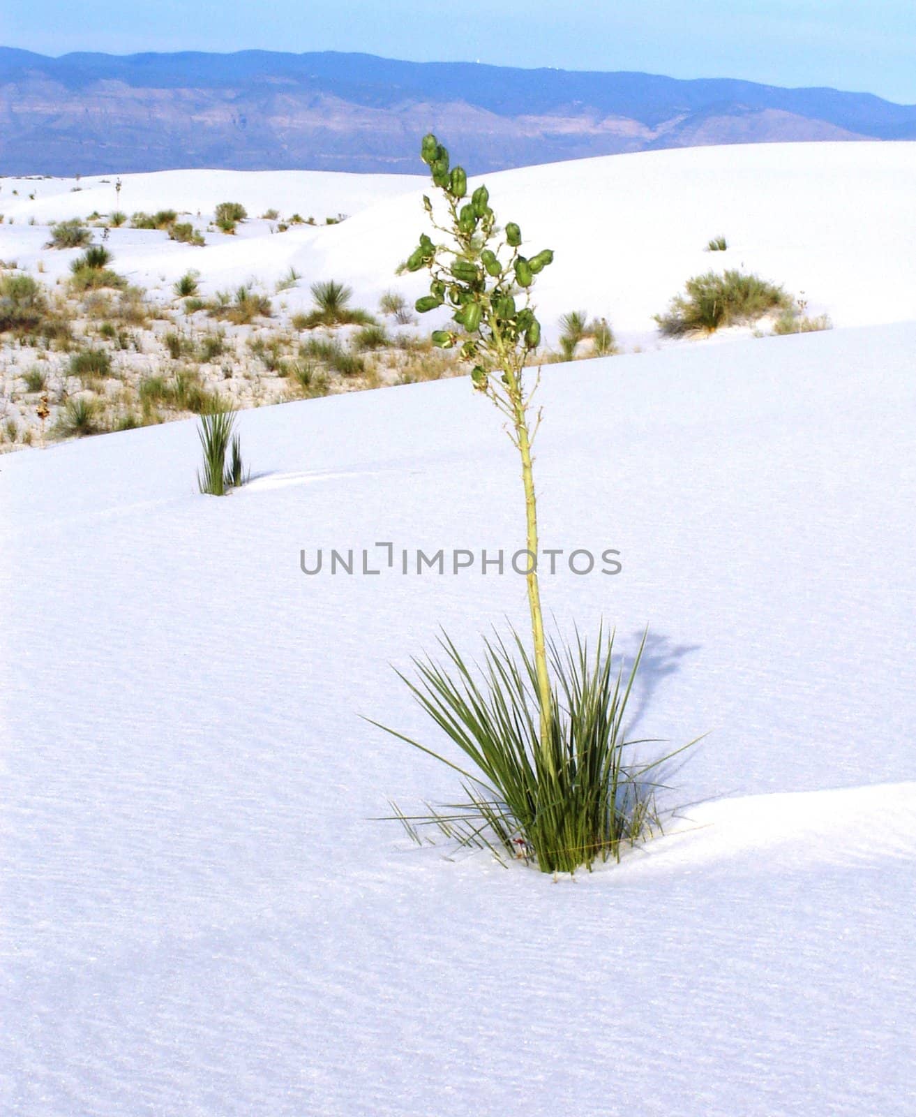 White Sands