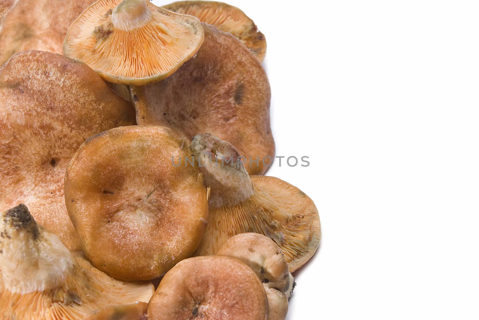 Some saffron milk caps on a white background.