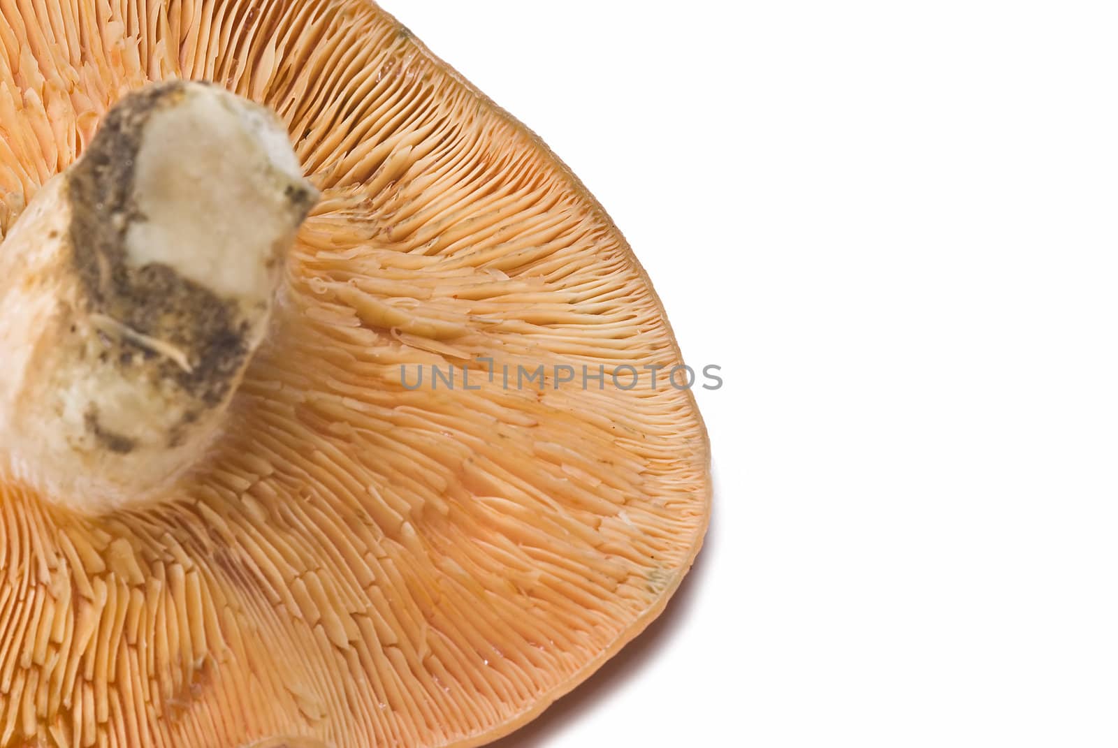 A saffron milk cap on a white background.