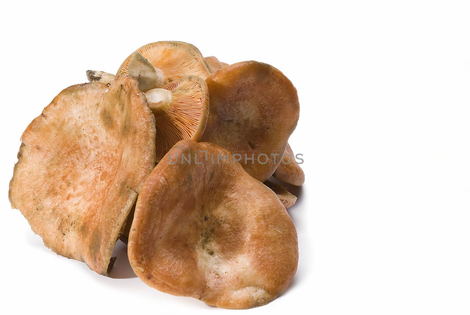 Some saffron milk caps on a white background.