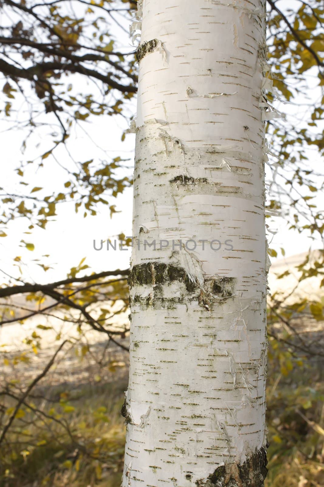 White birch tree trunk in autumn season. Fragment