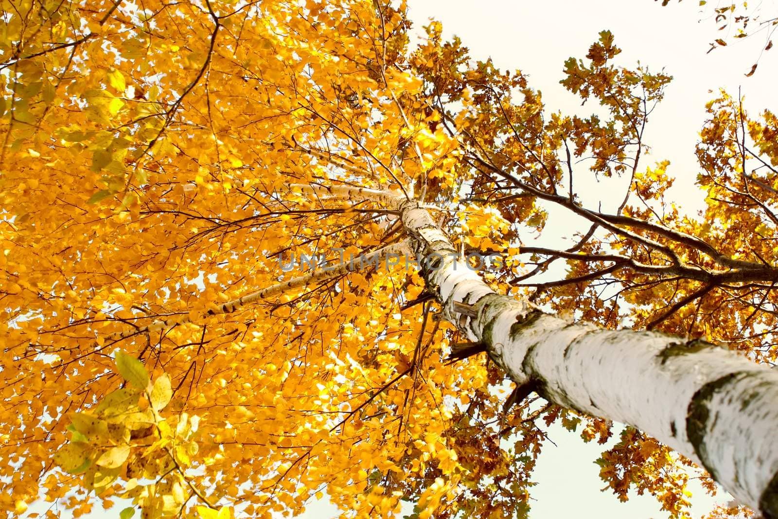A birch tree in autumn season. Lateral view. The branches of yellow leaves driveth wind