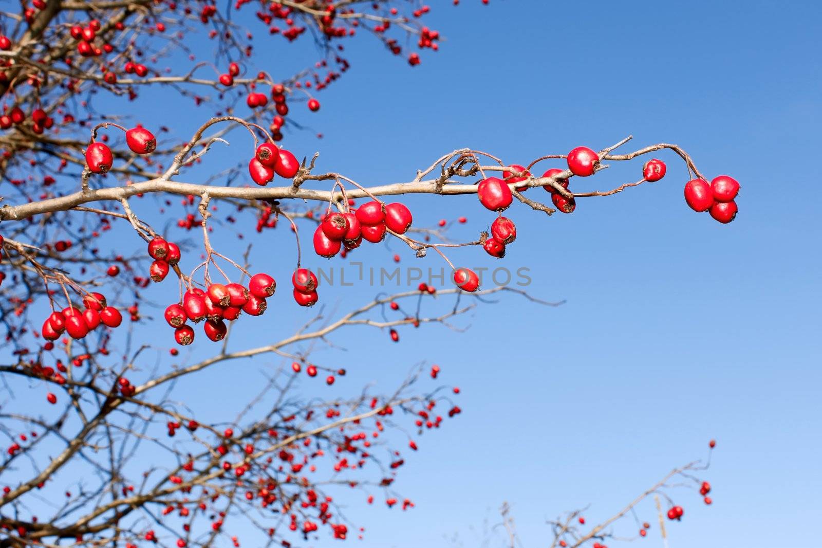 Branch with red ripe wild hawthorn by qiiip