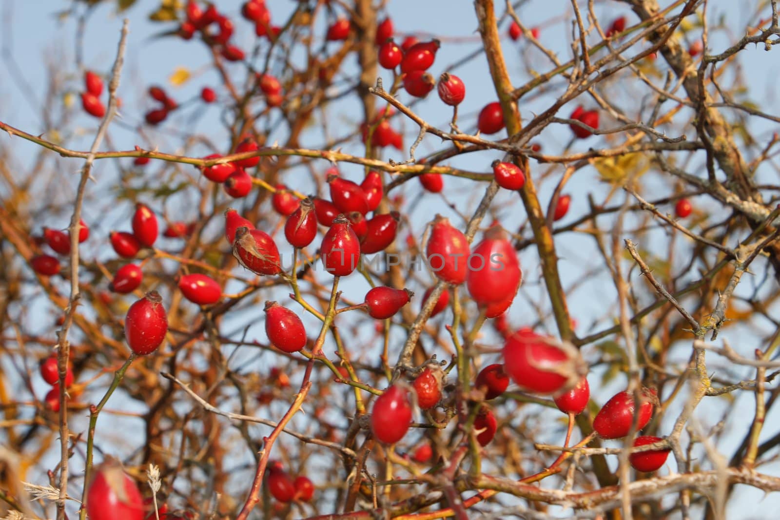 Red ripe sweetbrier berries hanging on the bushes. Late autumn