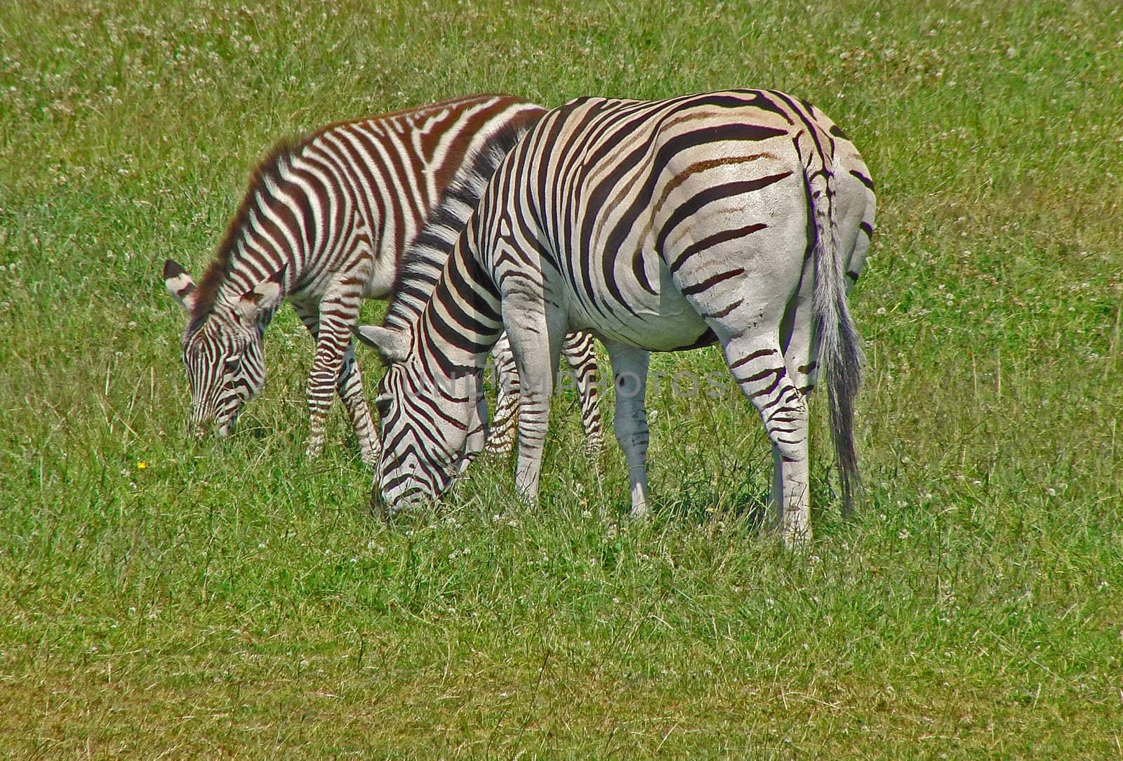 Zebra