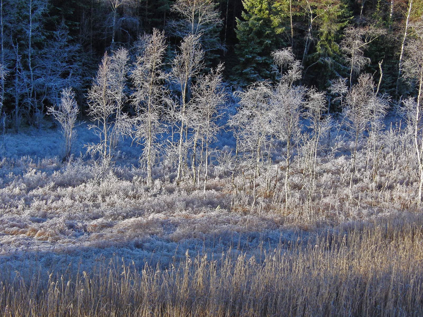 Skog med rim by trupal