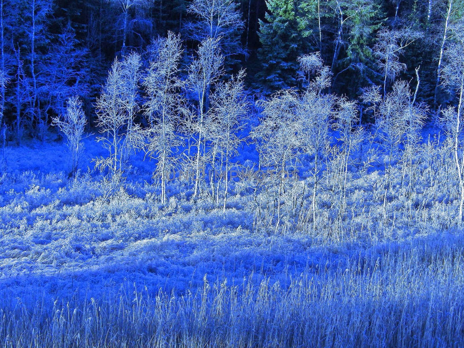 Blue forrest by trupal