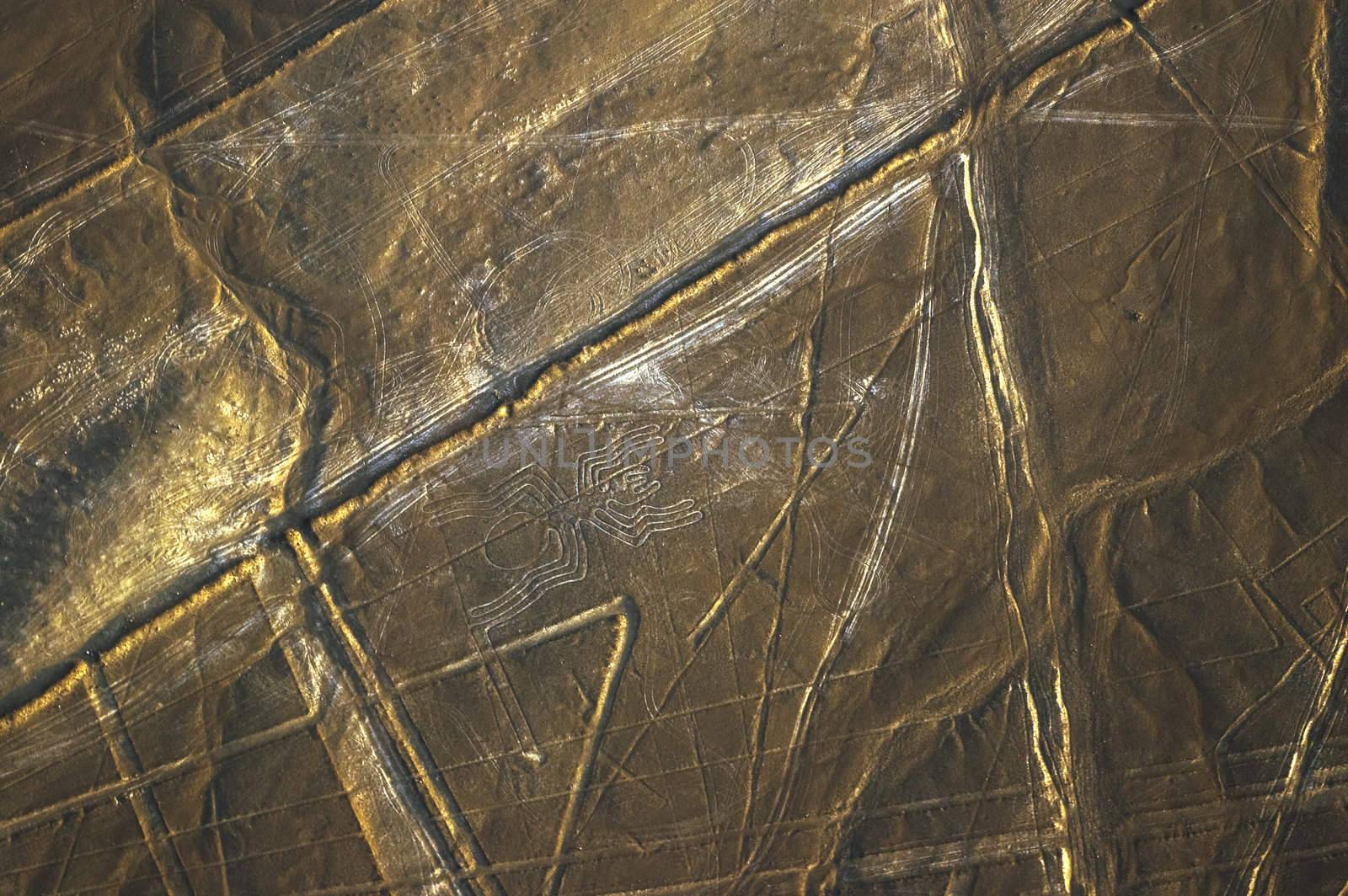 Spider, Nazca Lines in Peru