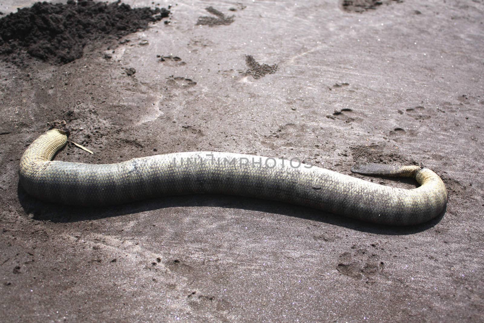 A dead eel fish on a seashore due to sea pollution.