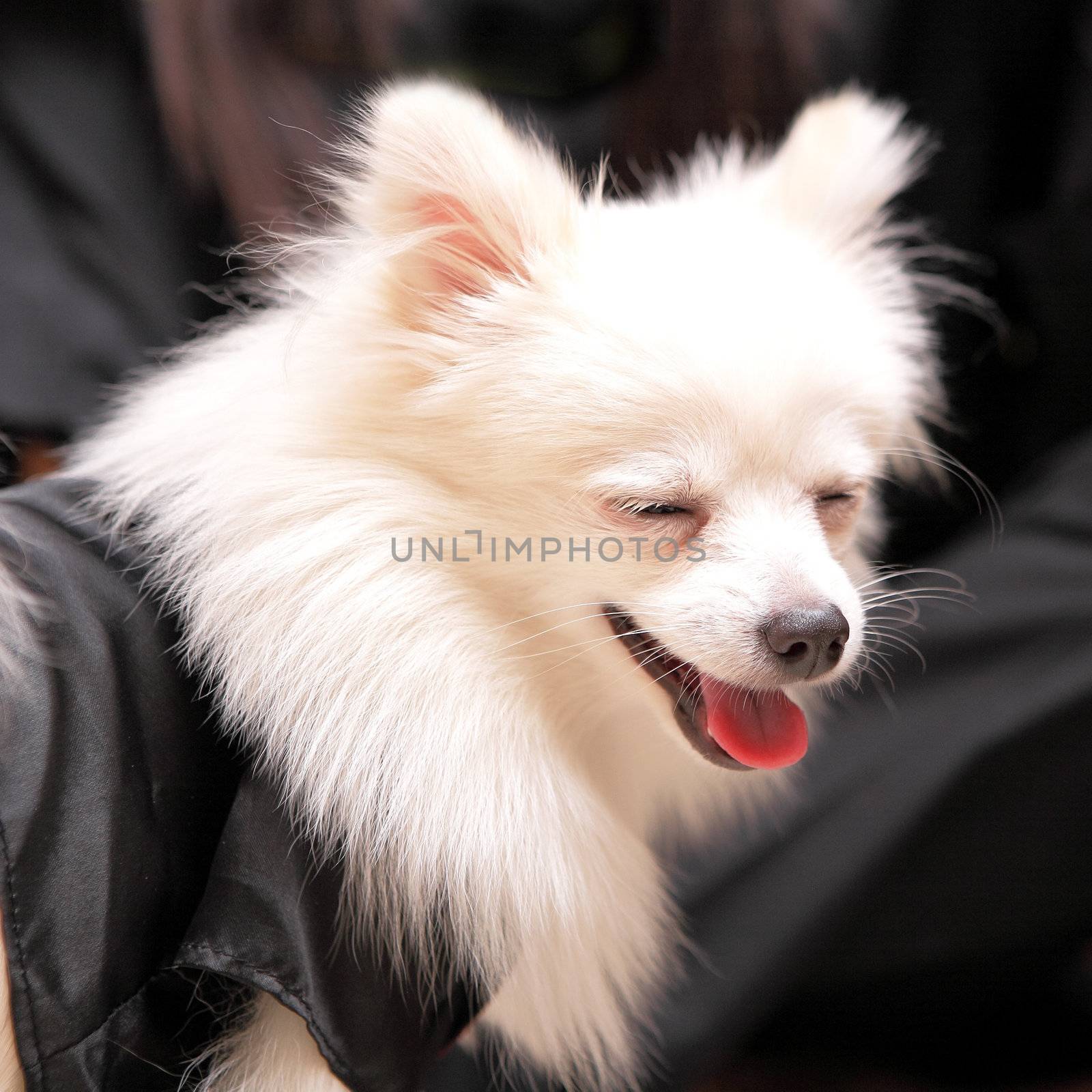 dog smile, pomeranian by leungchopan