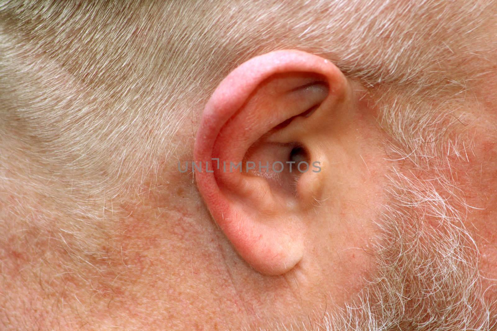 Close up of anatomy of human ear.
