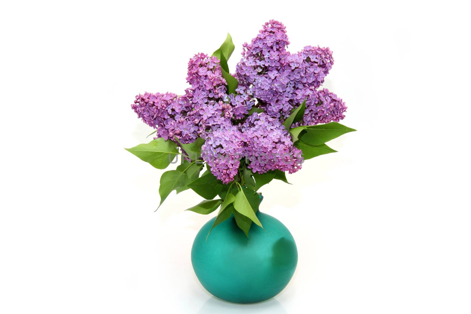 Purple lilac branch on the vase on bright background