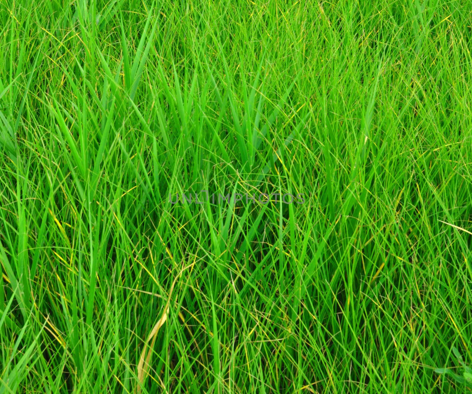 plants for natural background, fluffy wild plant grouped in sunny day 