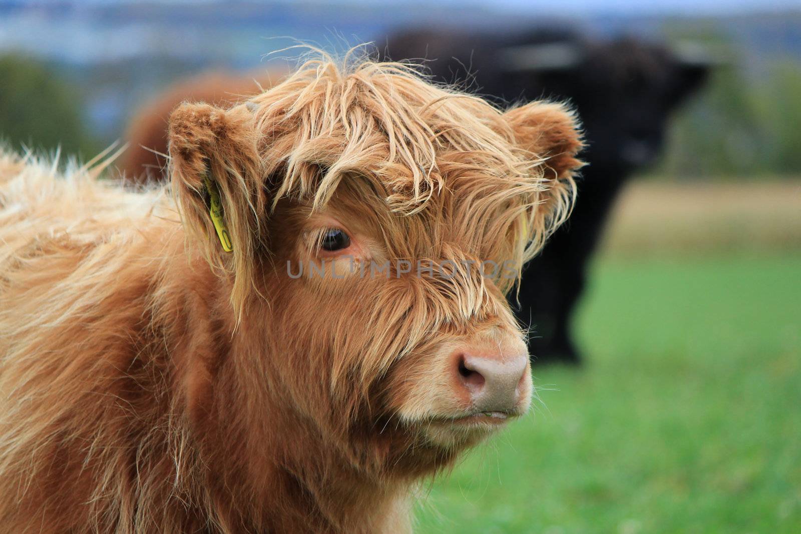 Portrait of a brown beautiful scottish calf