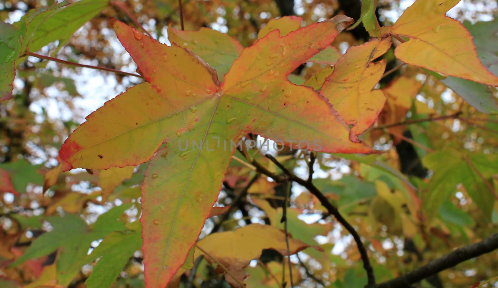 Close up of a red autumn leaf covered with waterdrops in the forest