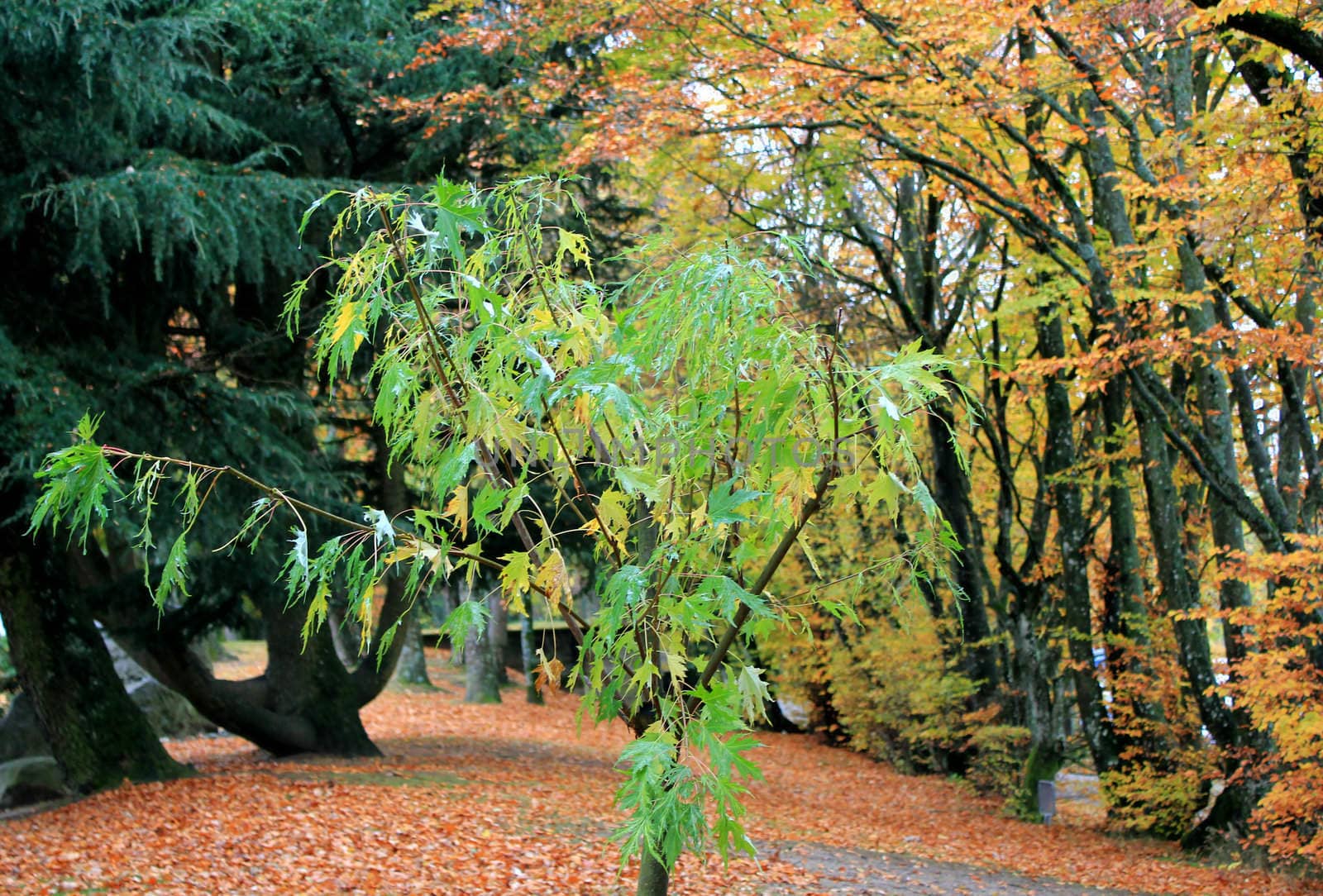 One small and young tree with green leaves by autumn weather in a forest