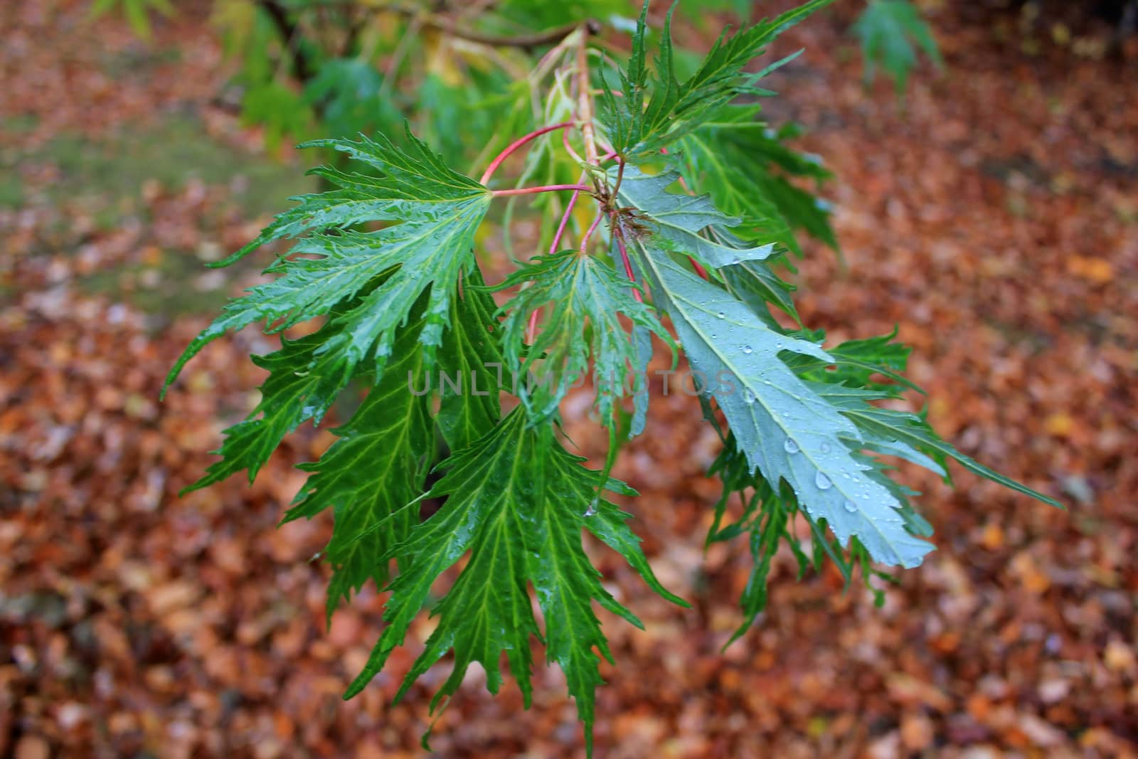 Green leaves of a small and young tree in a forest by autumn weather