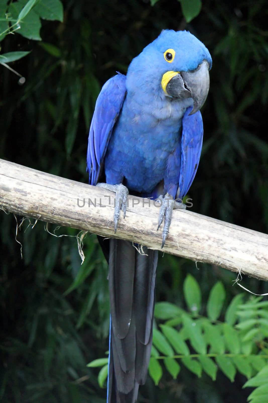 Hyacinthe macaw standing on a branch by Elenaphotos21